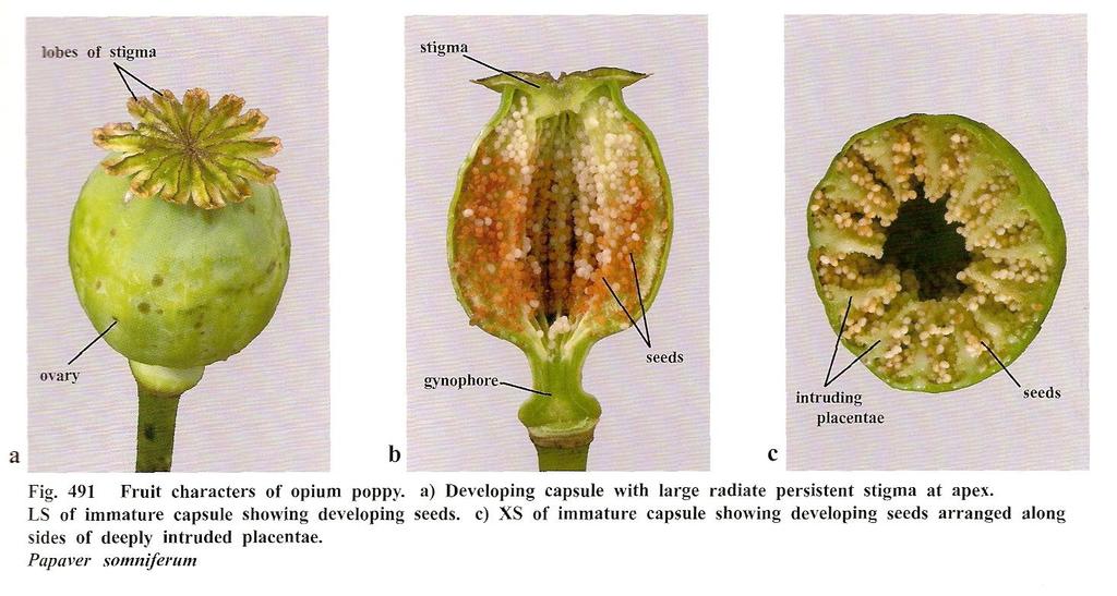 Eudicots Ranunculales -Papaveraceae