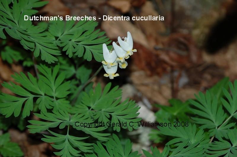 Dicentra cucullaria Dutchman s-breeches