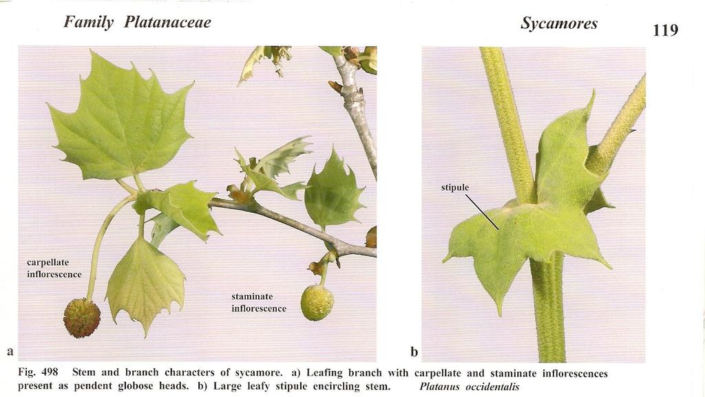 Eudicots Proteales -Platanaceae sycamore