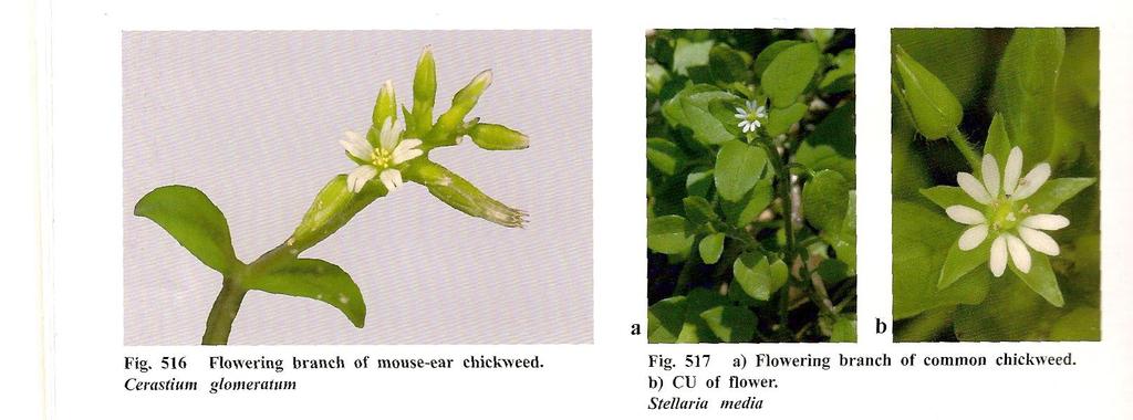 Core Eudicots Caryophyllales Caryophyllaceae -