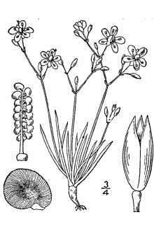 Core Eudicots Caryophyllales