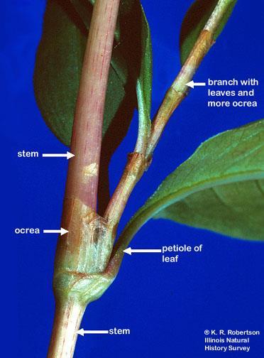 Core Eudicots Caryophyllales Polygonaceae buckwheat family Habit: Herbs, shrubs, vines, trees Leaves: Alternate, simple,