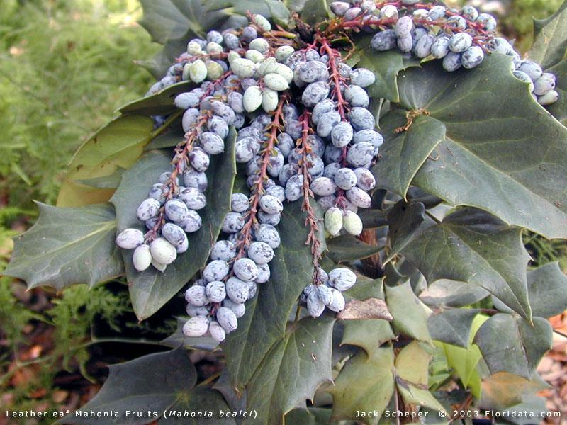 Eudicots Ranunculales -Berberidaceae -