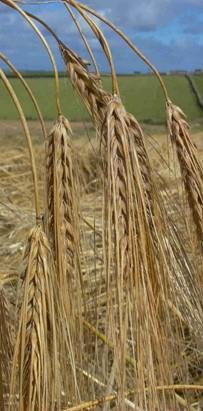 Examples Of New Barley Beverage Products Bere whiskies combine high provenance with an ancient