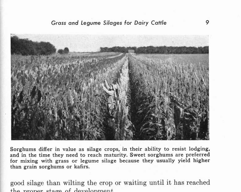 Grass and Legume Silages for Dairy Cattle 9 Sorghums differ in value as silage crops, in their ability to resist lodging, and in the time they need to reach maturity.