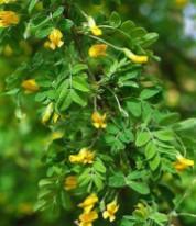 2-3 $10.00 Yellow twig dogwood Cornus sericea Flaviramea Much like red osier dogwood, but with yellow stems.