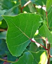 Edible apples follow fragrant white flowers. QUAKING ASPEN Populus tremuloides To 40, fast-growing.