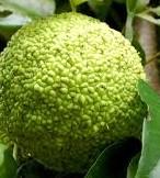 OSAGE ORANGE Maclura pomifera $6.00 To 60. Short trunk with wide branches. Foliage bright green in summer, yellow in fall.