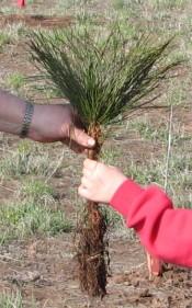 AUSTRIAN PINE Pinus nigra To 60. Fast growing, good for windbreaks and landscapes.