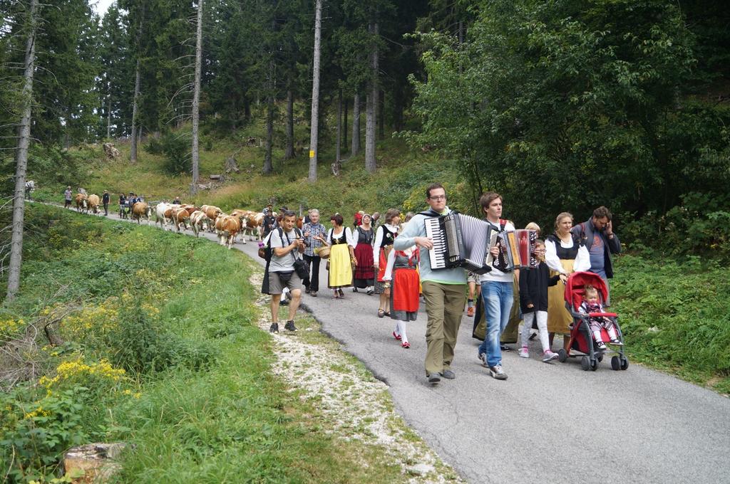 The Montasio alps Cattle drive from Montasio alp
