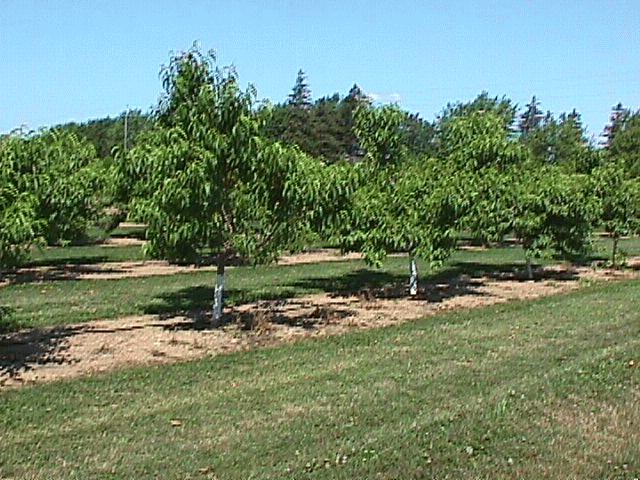 Processing Peach Cultivar