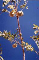 120 LOST CROPS OF AFRICA Marula soaks in the unrelenting sun of arid climes, where it grows with great vigor.