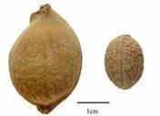 ICACINA 289 Icacina mannii Often called mumu, this species is found from Congo to Senegal. Its fruits, seeds and tubers are all edible, at least after proper preparation.