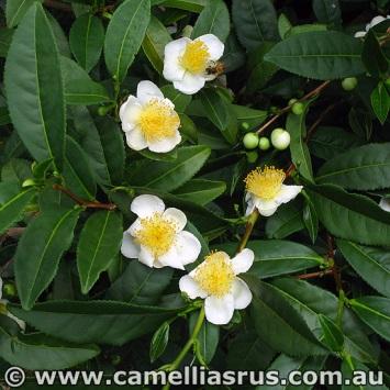 important camellia of all is tea, known in China as cha. Flowers are small, white, 2.5-3.5 cm in diameter with 5 distinctive sepals. The famous leaves are elliptic to oblong and are 5-10 cm long.