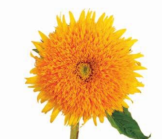 2 Hypericum Novelty Sunflower Mix Box Pack 14 3