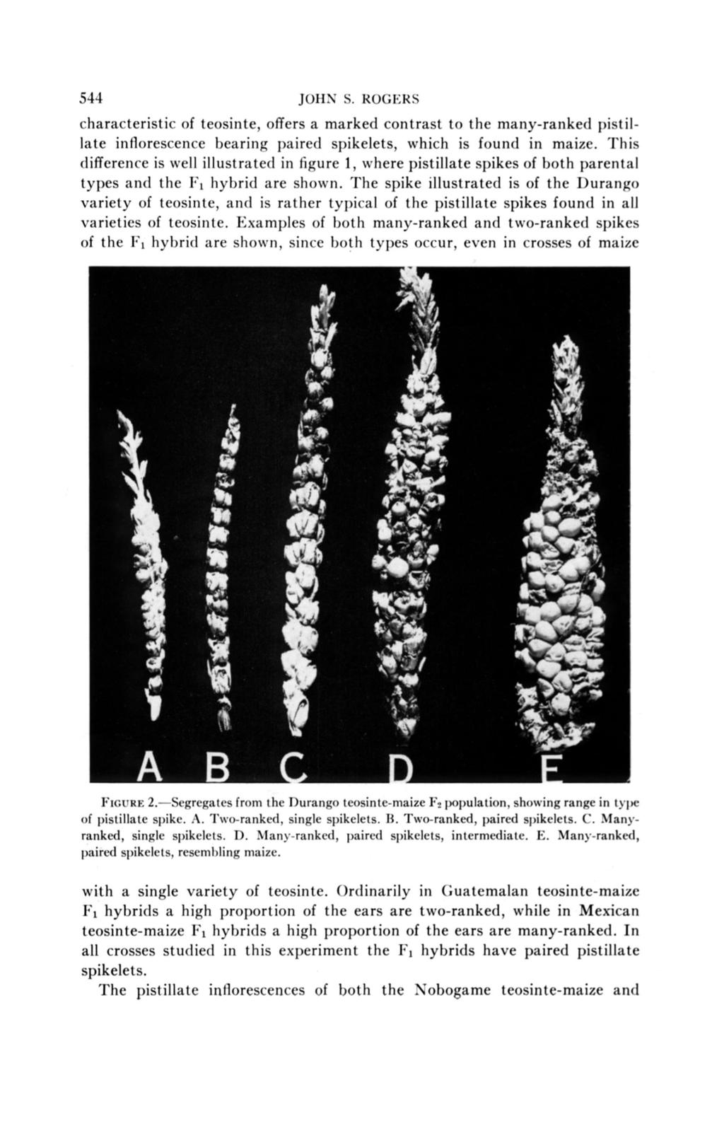 544 JOHS S. ROGERS characteristic of teosinte, offers a marked contrast to the many-ranked pistillate inflorescence bearing paired spikelets, which is found in maize.