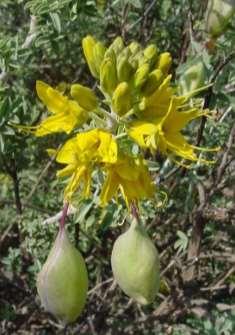 (Capparaceae) Bladderpod