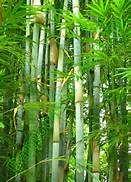 Woolybush Bambusa sp.