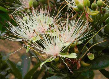 1 of 6 2017/02/15 02:46 PM pza.sanbi.org Introduction Capparis tomentosa is a decorative garden plant that is used for hedging in many rural communities in South Africa.
