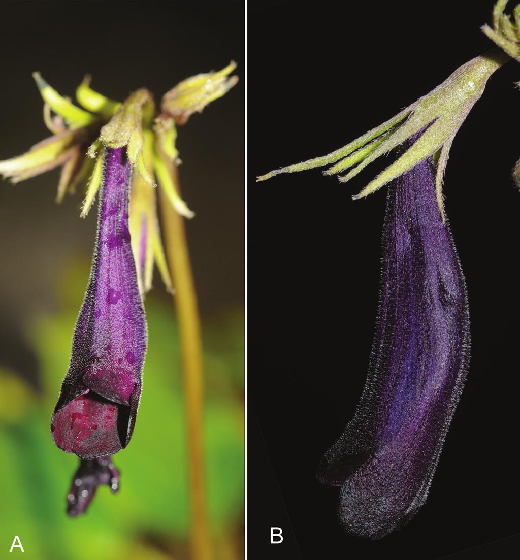 A REVISION OF DAMRONGIA (GESNERIACEAE) IN THAILAND (C. PUGLISI & D.J. MIDDLETON) 89 paler beneath, becoming almost blue-green when dry, lanceolate to broadly elliptic to almost rounded, 1 15 0.7 8.