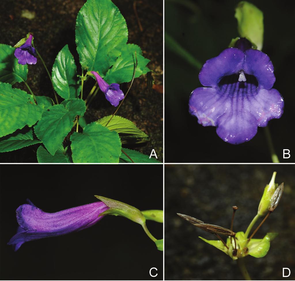 A REVISION OF DAMRONGIA (GESNERIACEAE) IN THAILAND (C. PUGLISI & D.J. MIDDLETON) 91 3 mm wide, more or less plagiocarpic, valves straight. Seeds brown, elliptic, ca 0.3 0.1 mm. Thailand.