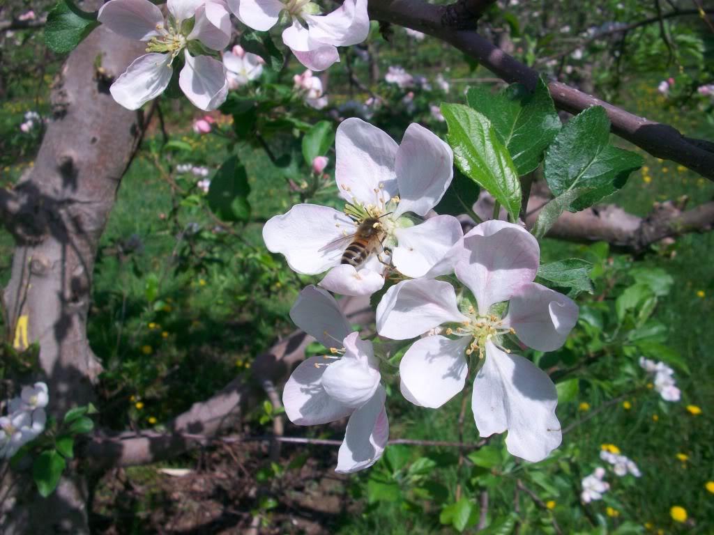 Apple pollination Shipunov (MSU)