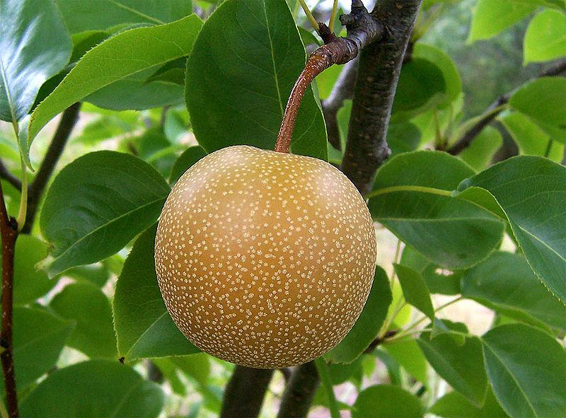 Asian pear, Pyrus pyrifolia Shipunov (MSU)