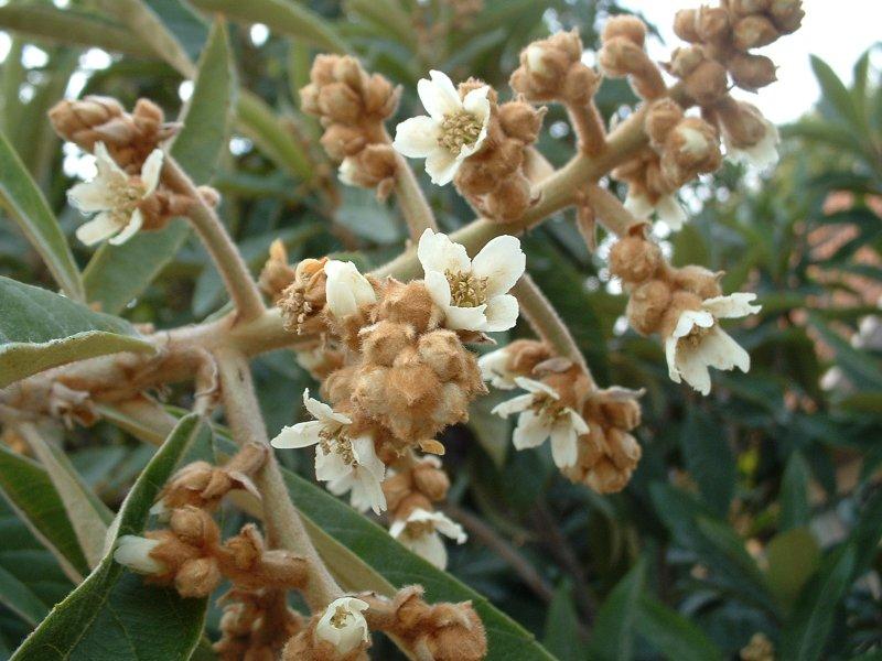Loquat flowers Shipunov (MSU)