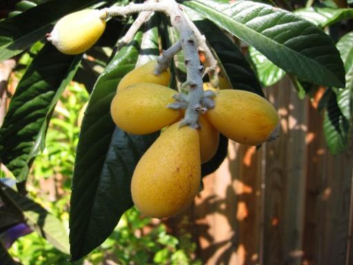 Loquat fruits Shipunov (MSU)