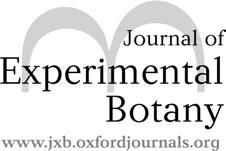 Journal of Experimental Botany, Vol. 62, No. 3, pp. 1145 1153, 2011 doi:10.