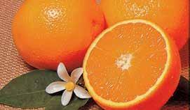 99 10% off fruit 25% off shipping FEBRUARY - 1/4 bushel Temples MARCH - 1/4 bushel Honey Tangerines April