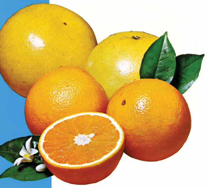 navel oranges & grapefruit arrives fresh!