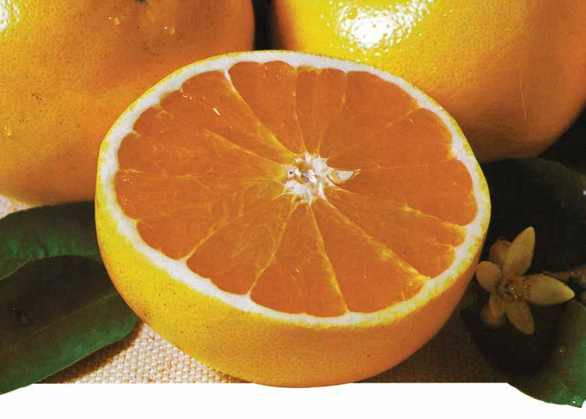Half a grapefruit has about 60 calories and 100% of the daily requirement of vitamin C SPRING GRAPEFRUIT Peak of Sweetness!