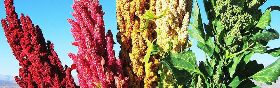 QUINOA NETWORK The Quinoa Network was formed in Cusco, Peru in 2013, bringing together small-scale quinoa producers, members of CLAC, from Ecuador, Peru and Bolivia.