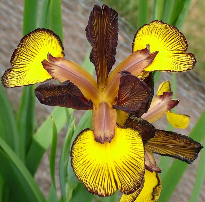 AGM AGM IRIS SPURIA FINAL REPORT 2004-2006 (An RHS Long Term Trial) There were 40 entries in this long term trial of Iris spuria which were assessed by the Joint Iris Committee over three years; 14