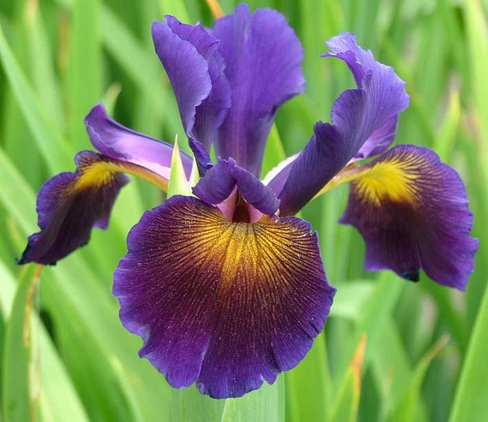Lucky Devil AGM (H4) 2006 Raised by J Ghio, sent by and available from Mr C Russell, The Iris Garden, Yard House, Pilsdon, Bridport, DT6 5PA Vigorous, spreading, sturdy, erect green foliage, 106 x 2.