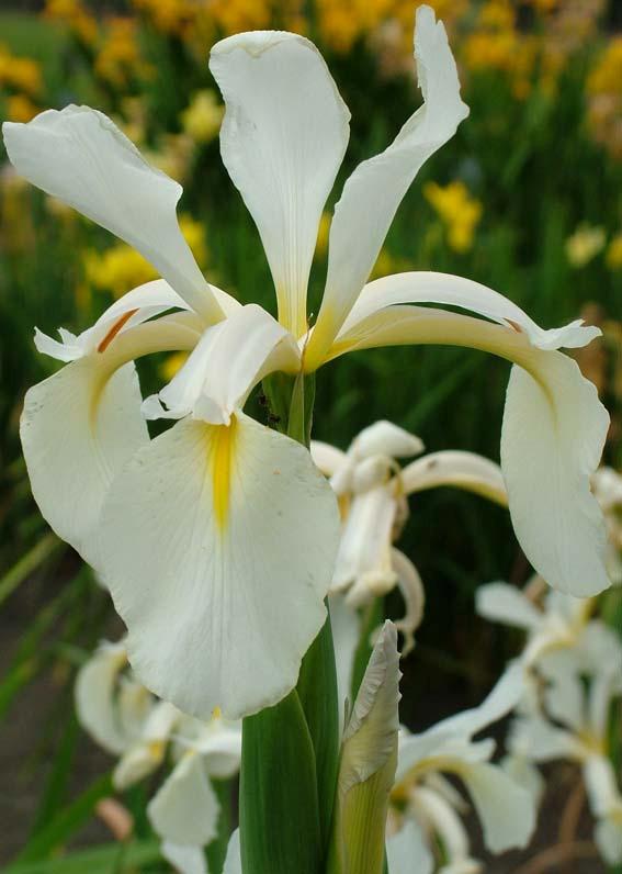 A vigorous, very floriferous, lovely mid yellow Iris that flowers well above the foliage.
