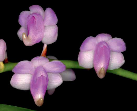 A New Aerides (Orchidaceae) species from the northern Philippines Jim Cootes & Wally Suarez For a number of years a beautiful Aerides species has been in cultivation, both in the Philippines, and