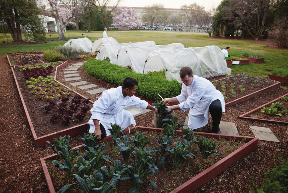IMAGE CAPTION: Chefs Kevin Saiyasak and Jeremy Kapper harvest herbs from The First Lady s White House Kitchen Garden. Herbs from the garden will be used for the Canada State Dinner.