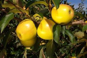 Voted tops by Epicurus tasters for a delicious aroma, and is a tied winner for the most pleasantly sweet apple. It is also excellent in salads, sauces, pies, and other baked goods.