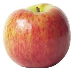 Honeycrisp Released by the University of Minnesota, this Honeygold and Macoun cross is a real crowd pleaser. The fruit is large and the skin is 50-90% red over a golden yellow background.