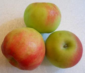 It was released commercially in 1989. Popular apple for very cold northern regions. It ripens in early fall, just ahead of Honeycrisp.