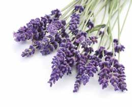 ESSENTIAL OIL USES Essential oils are used for a very wide range of internal and topical applications. They can be used singly or in complex blends depending on user experience and desired benefit.