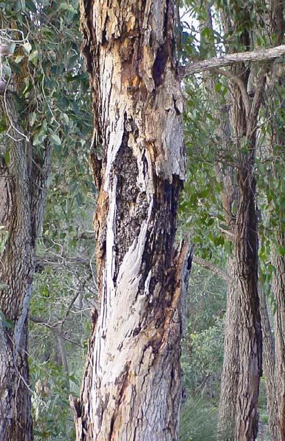 The incidence, severity and possible causes of canker disease of Corymbia calophylla (marri) in the southwest of Western Australia by Trudy Paap BSc (Hons) Murdoch University The thesis