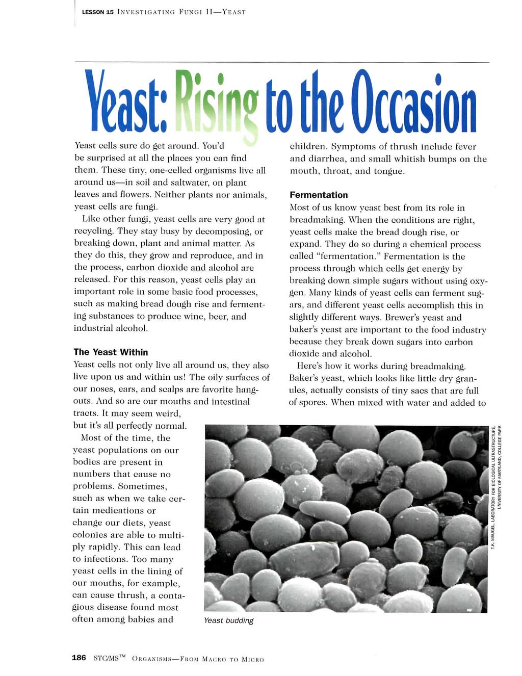 LESSON as INVESTIGATING FUNGI II YEAST to the Occasion Yeast cells sure do get around. You'd be surprised at all the plaees you can find them.