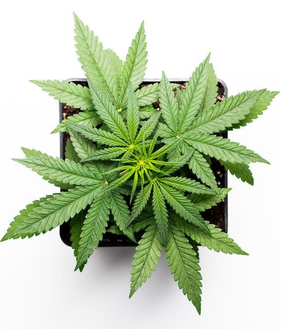 1. After Effects of Marijuana Legalization