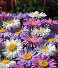 attractive plants as violets,