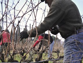 We also started the first phase of pruning; a very important part of the annual life-cycle of the vine, influencing greatly the next vintage in terms of
