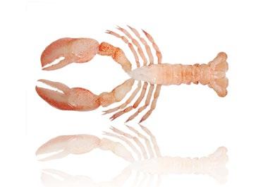 4 portions For Lobster: 4 whole Raw Lobster TCKL Meat (6.