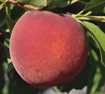 Flordadawn 300 chill units Flordadawn is a melting-flesh non-patented peach cultivar released in 1989.